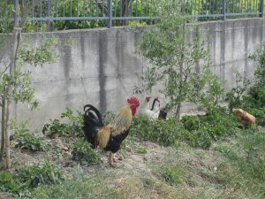 IMG_8311